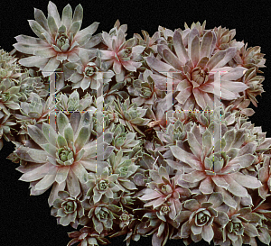 Picture of Sempervivum  'Red Beauty'