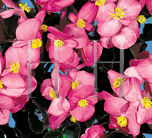 Picture of Begonia  'Party Pink Bronze Leaf'