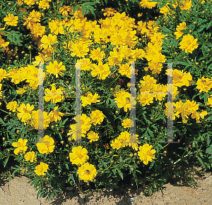 Picture of Cosmos sulphureus 'Cosmic Yellow'