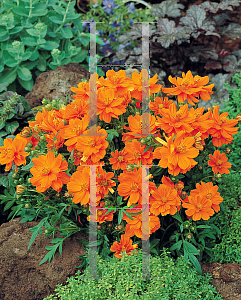 Picture of Cosmos sulphureus 'Cosmic Orange'