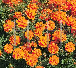 Picture of Cosmos sulphureus 'Cosmic Orange'