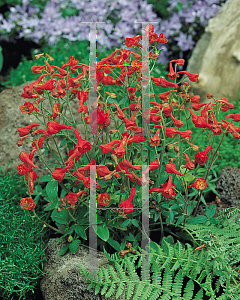 Picture of Delphinium nudicaule 'Laurin'