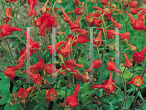 Picture of Delphinium nudicaule 'Laurin'