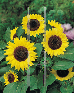 Picture of Helianthus annuus 'Ikarus'