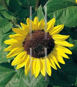 Picture of Helianthus annuus 'Ikarus'