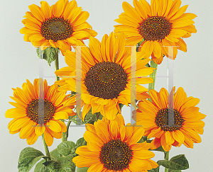 Picture of Helianthus annuus 'Soraya'