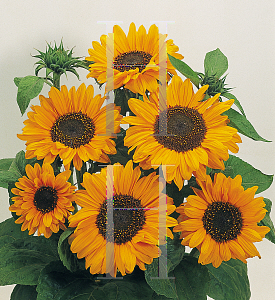 Picture of Helianthus annuus 'Soraya'