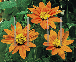 Picture of Tithonia rotundifolia 'Fiesta Del Sol'