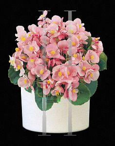 Picture of Begonia  'Super Olympia Light Pink'