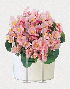 Picture of Begonia  'Super Olympia Light Pink'