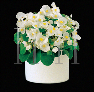 Picture of Begonia  'Super Olympia White'