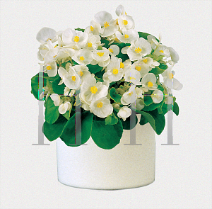 Picture of Begonia  'Super Olympia White'