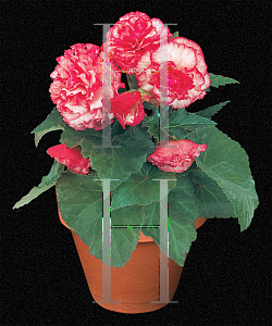 Picture of Begonia tuberhybrida hybrids 'Nonstop Rose Petticoat'