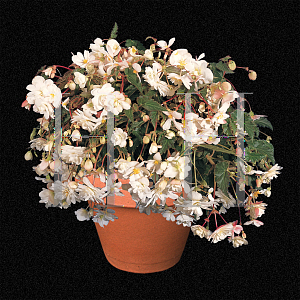 Picture of Begonia  'Illumination White'