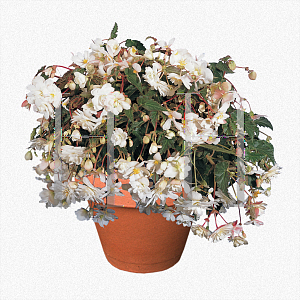 Picture of Begonia  'Illumination White'